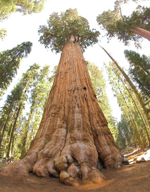 Enormous Sequoia Trees Are Hard to Miss!