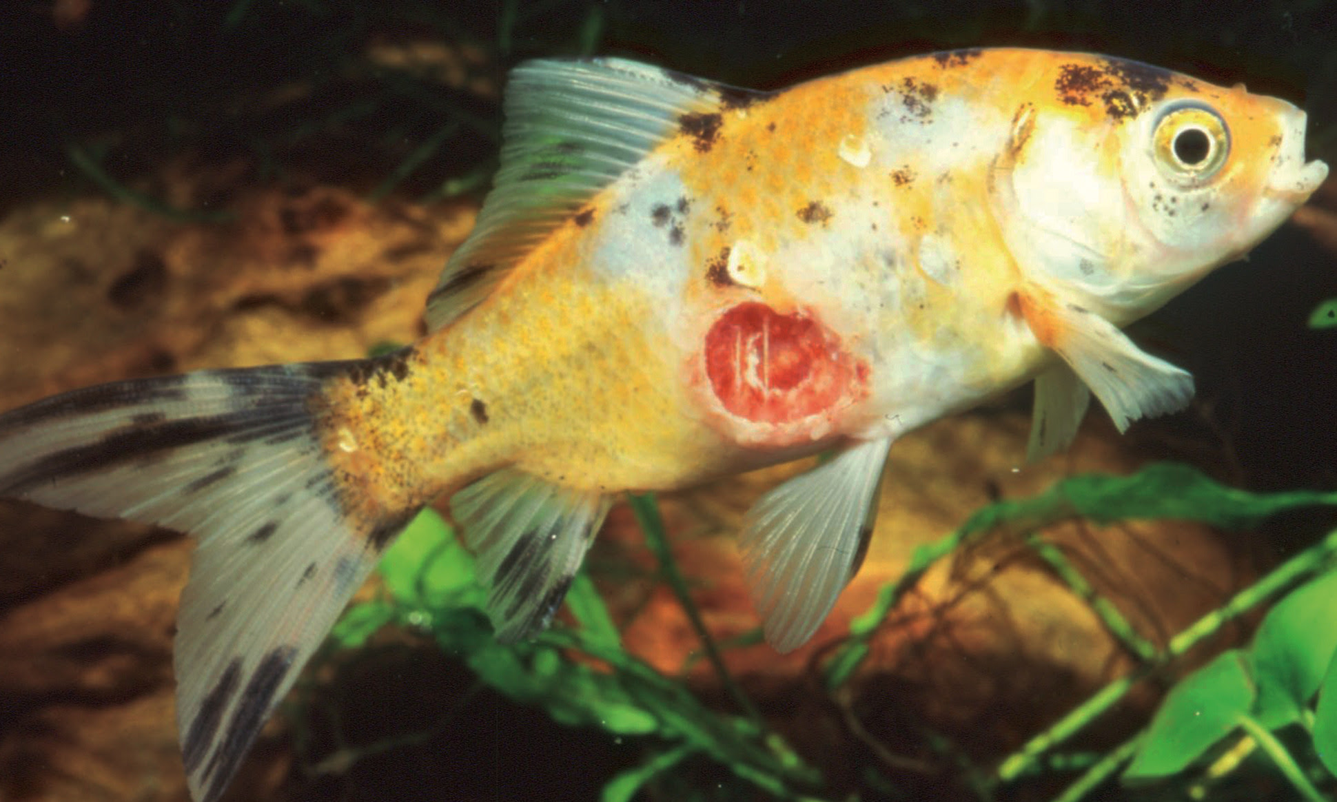 Identifying Fish Diseases In The Pond Before It S Too Late