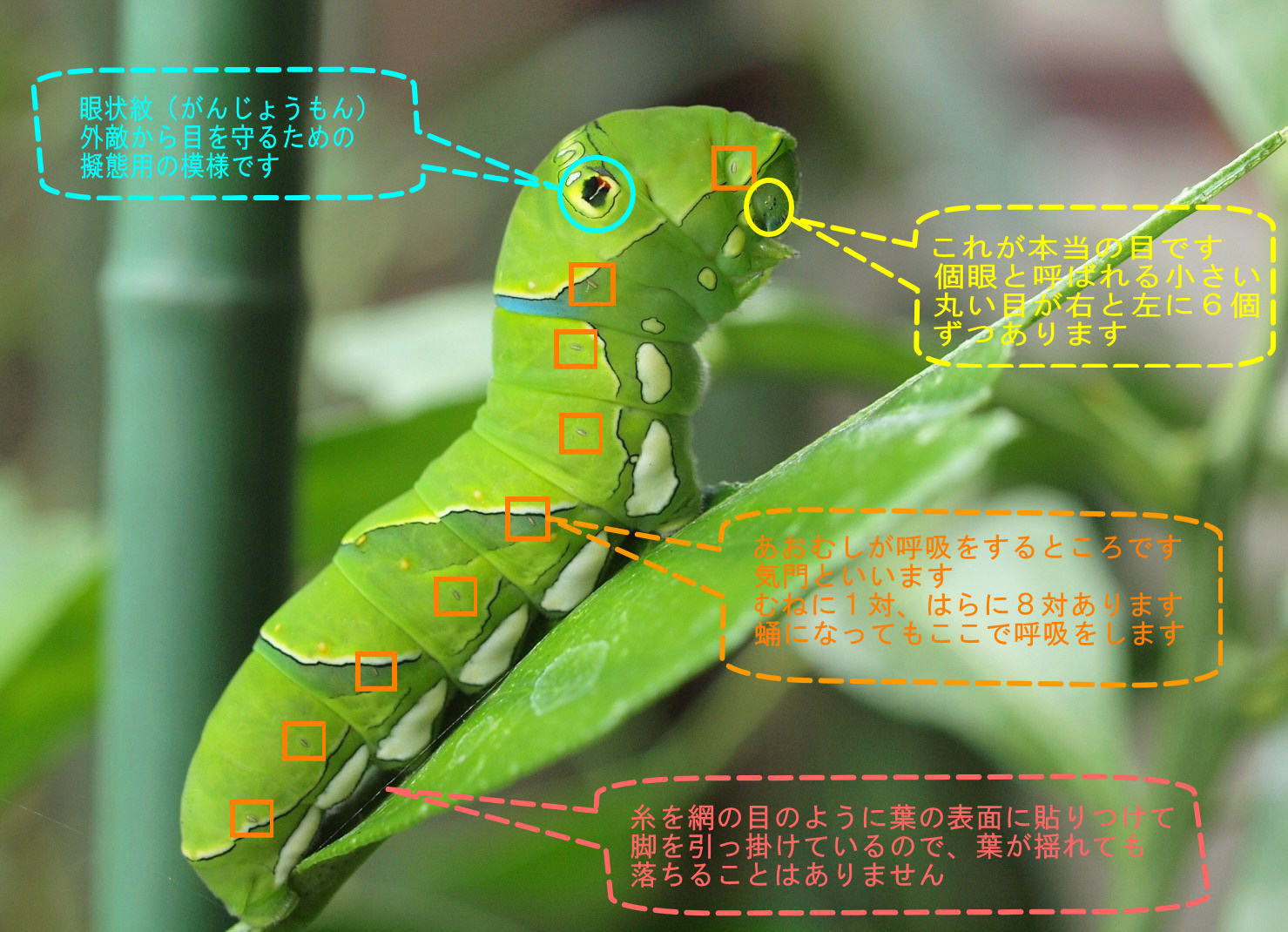 アゲハチョウの卵と幼虫