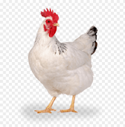 Inspirasi Terkini 20+ Broiler Chicken PNG