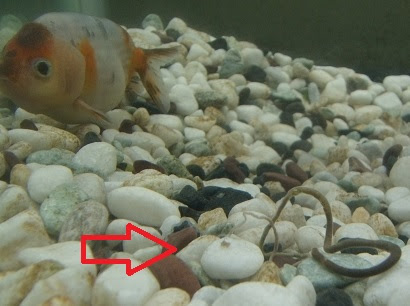 水替えなしでも透明になった ぼくのノドをうるおす金魚たち