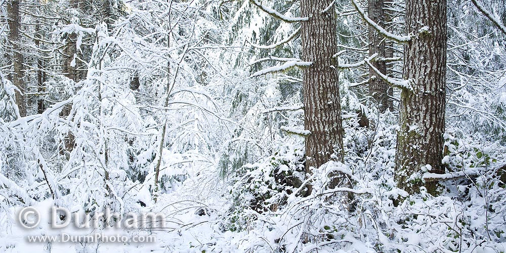 snowy forest