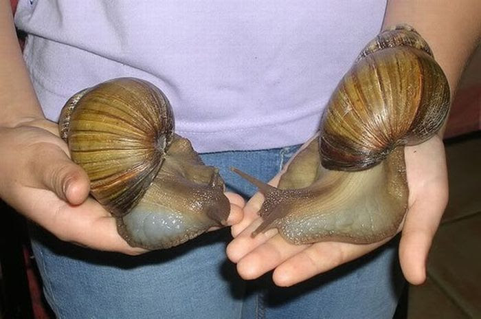 http://thewondrous.com/wp-content/uploads/2010/03/giant_snails_01.jpg
