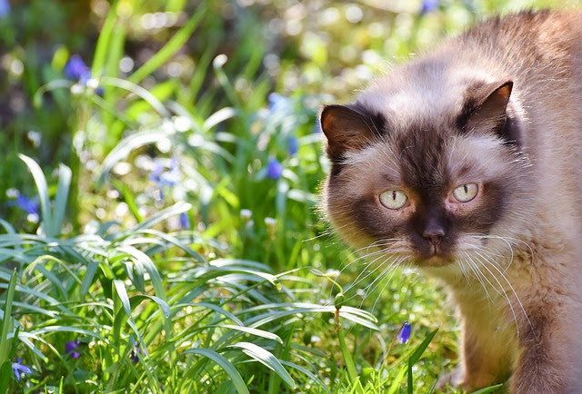Comment Enlever Une Tique D Un Chat Fiche Pratique Sur Lavise Fr