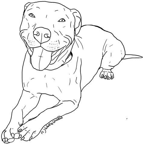 pitbull coloring pages    print