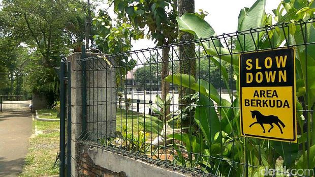 Rumah baru kuda Chester / 