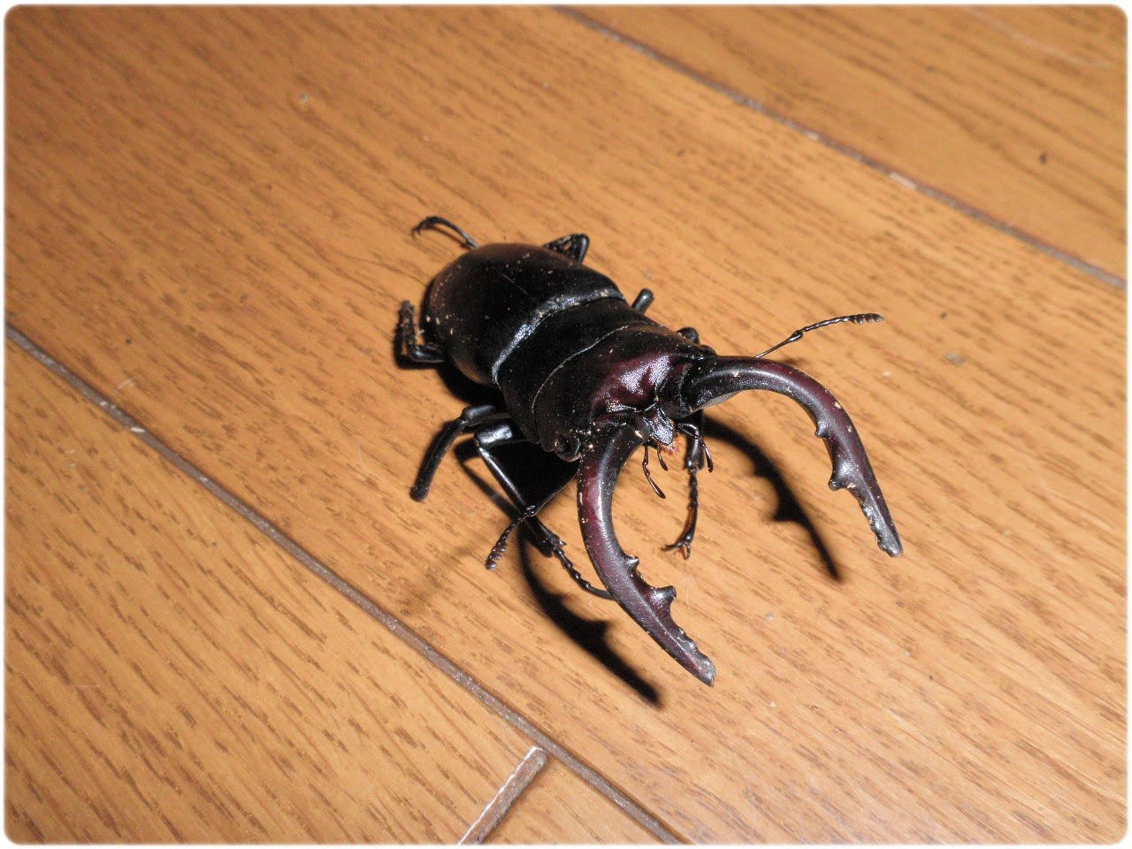 ノコギリクワガタが生きてます ところで寿命ってどれくらい