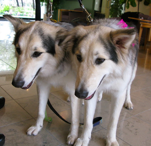 Cute Clones