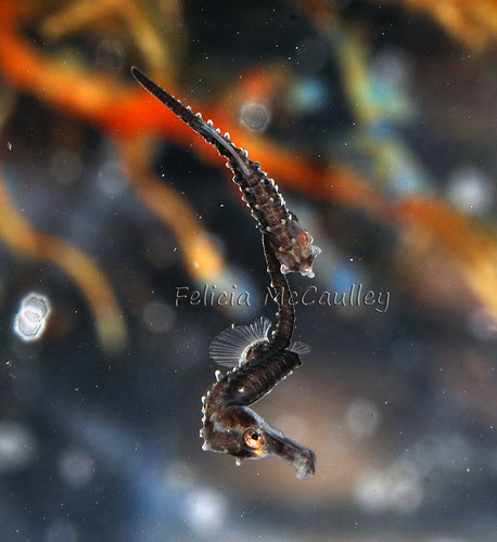 baby-seahorses2