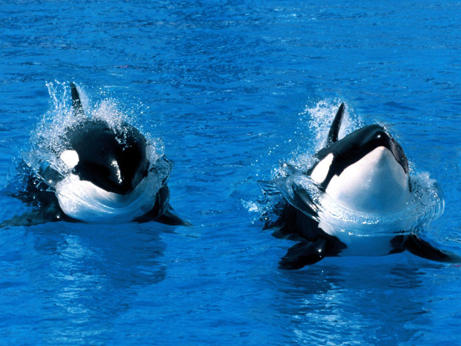 Killer Whale Wallpapers - Wallpaper Cave