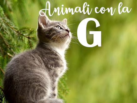 Elenco di tutti gli animali che iniziano con la lettera G ...