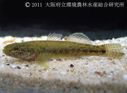 ウキゴリ 淡水魚図鑑 在来種 図鑑 大阪府立環境農林水産総合研究所