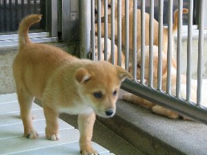 愛知県 名古屋市動物愛護センター その１ Underzero
