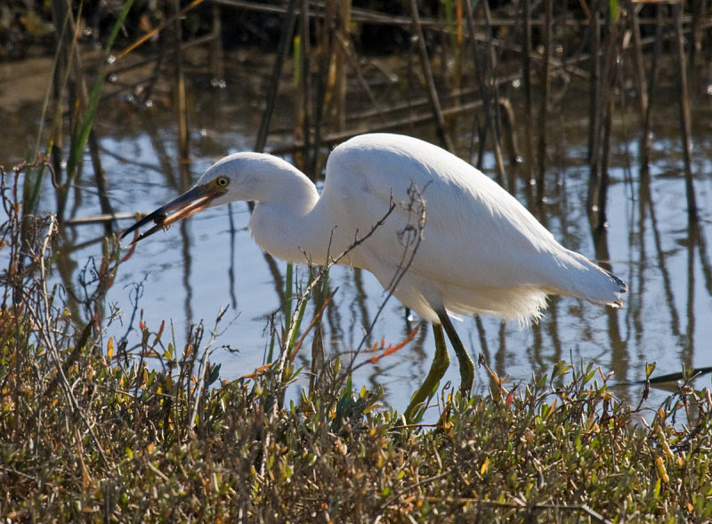 Little Blue Heron