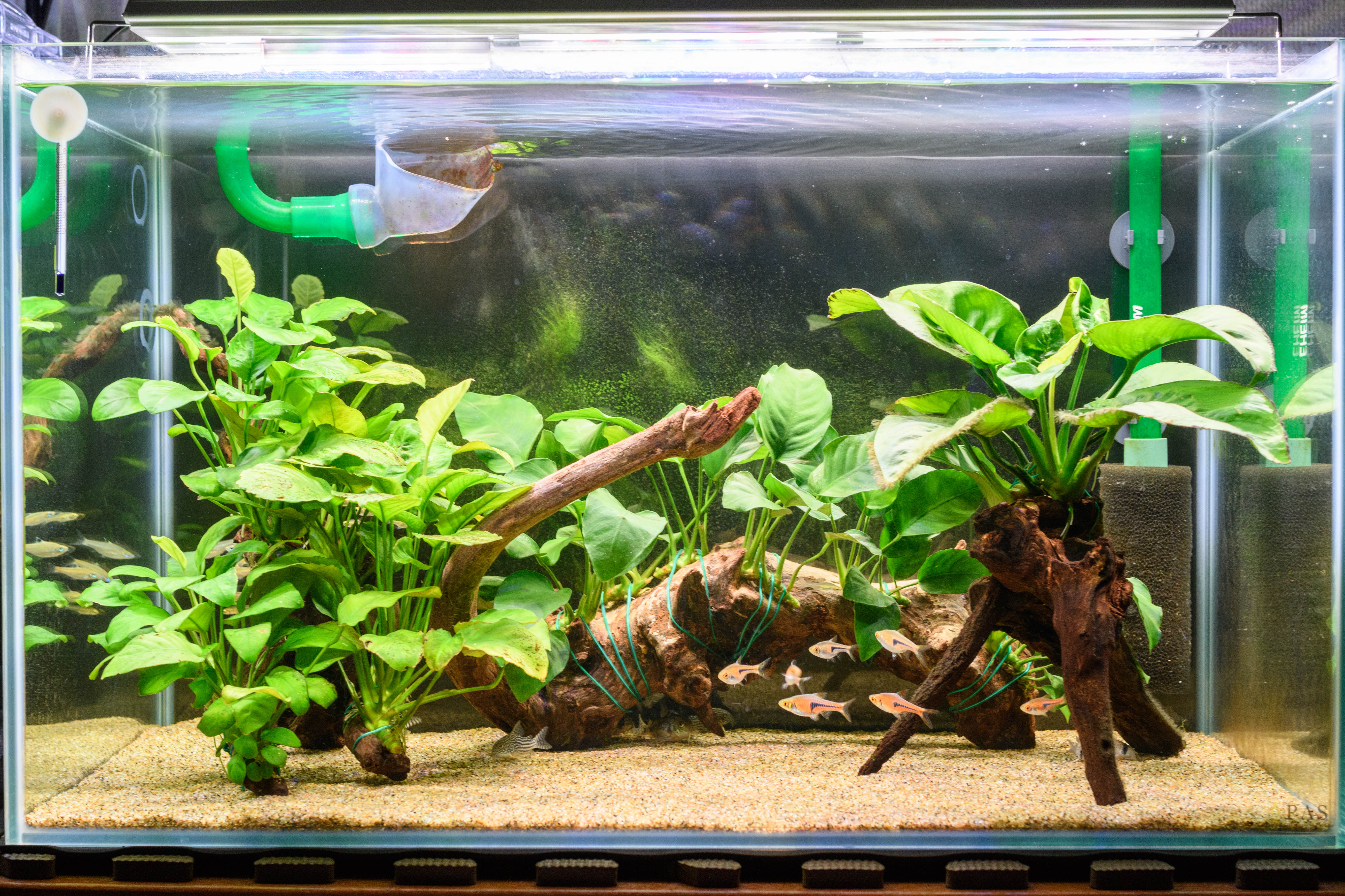 アクロ Triangle Led Grow 600を買った Freetimes