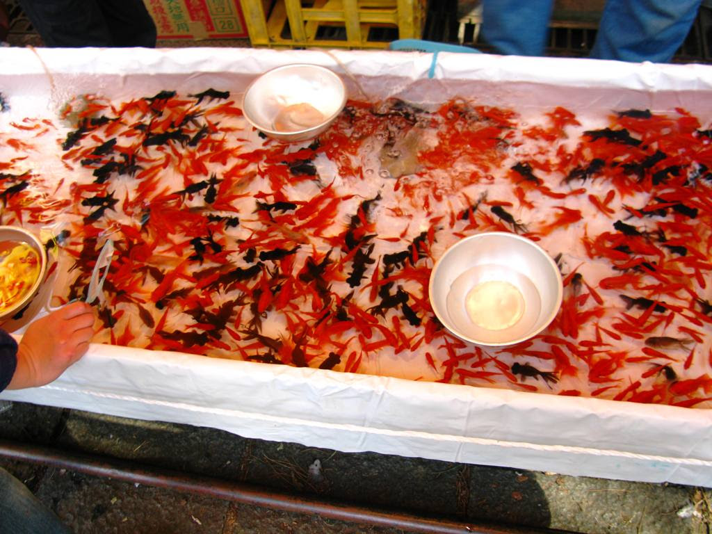 金魚 走出昨天 楽天ブログ