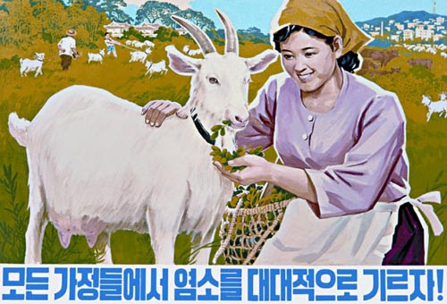 beautiful north korean women. collection of North Korean