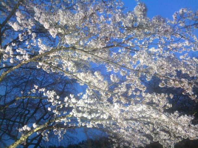 光前寺のしだれ桜のライトアップ お知らせ 西山荘 静養と麦めしの宿 信州駒ヶ根高原の旅館