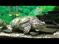Видео Алуштинский аквариум