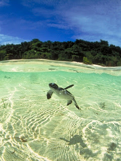ウミガメ 熱帯魚 小さな生命 ウミガメ の待ち受け画像 壁紙 動物 パラダイス