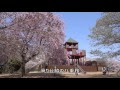 √100以上 アンデルセン 公園 桜 645553