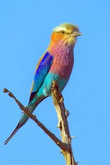 Lilac-breasted roller