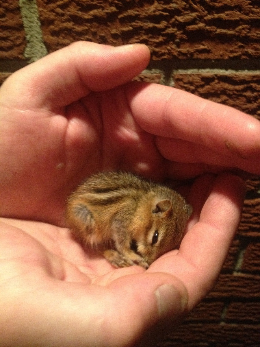 Tiny Baby Chipmunk Spheres Of Cuteness