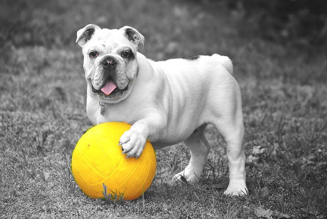 交尾じゃないよ 犬がマウンティングする理由