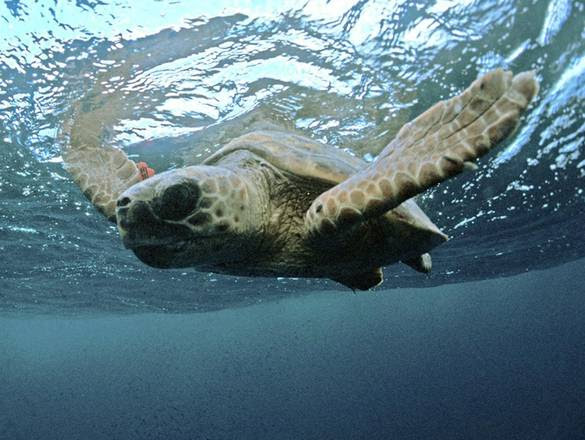 Sos tartarughe marine,100mila muoiono ogni anno Mediterraneo
