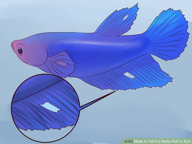 Tell if a Betta Fish Is Sick Step 2 Version 3.jpg
