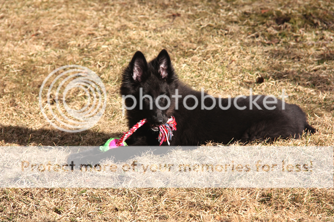  photo koiria022_zps835cacb0.png