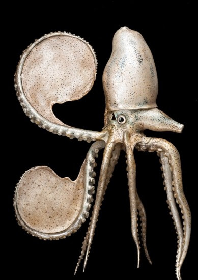 'Argonauta Argo', c. 1890s.
