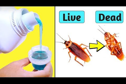 What Kills Cockroaches Instantly Home Remedies