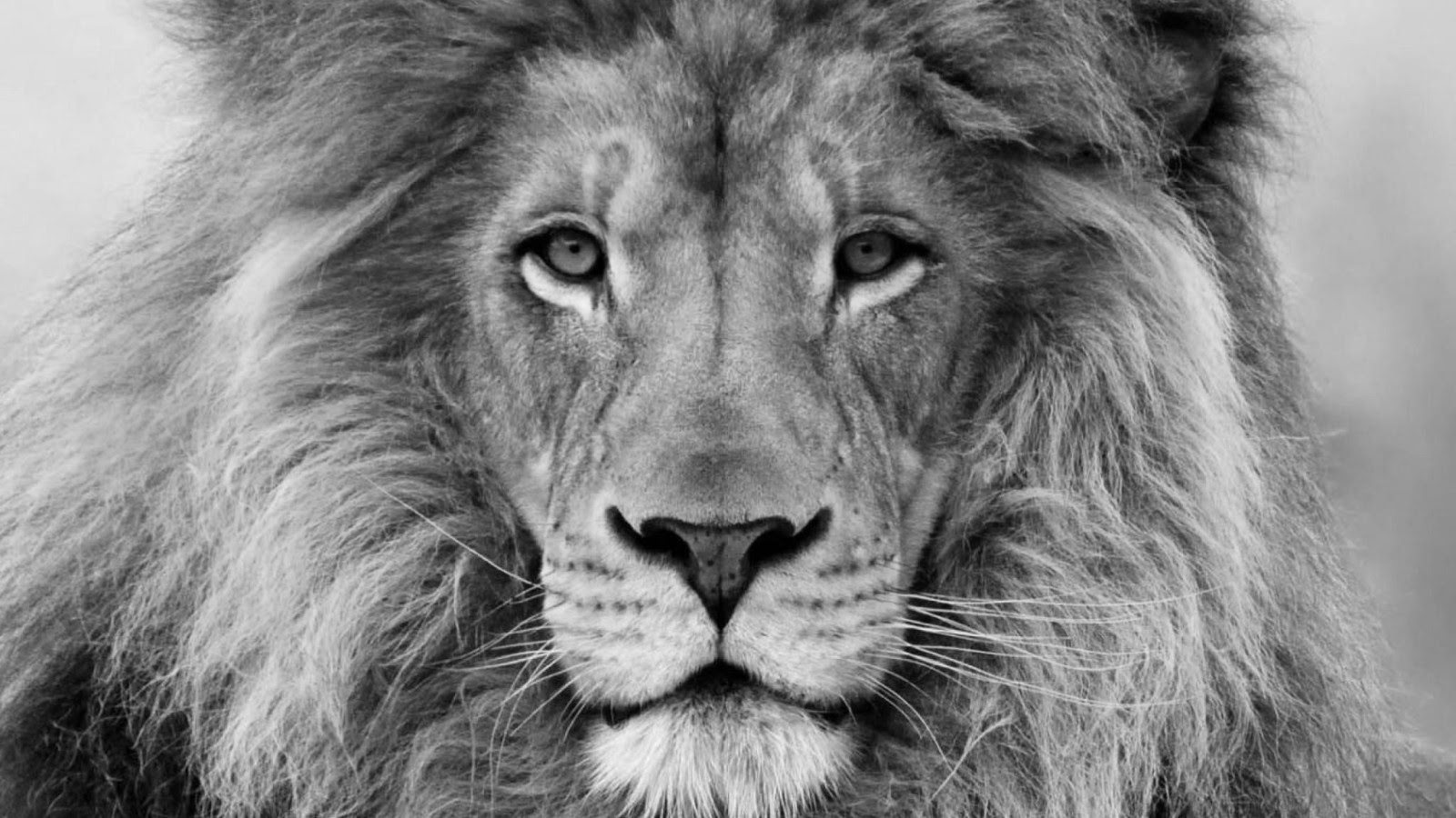 Download Gambar Lion Hd Wallpapers Black and White terbaru 2020