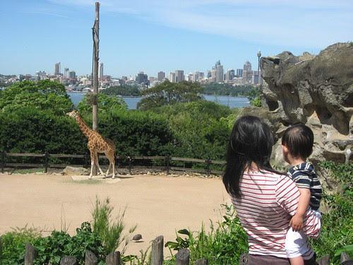 Giraffe at Taronga Zoo