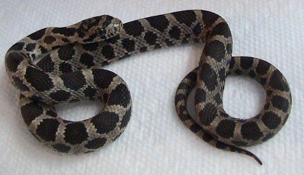 Fox Snake