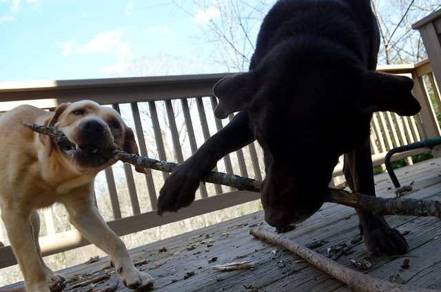grr grr tug o stick