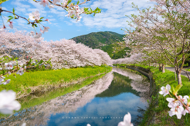 伊豆の桜と風景 伊豆の海景 風景写真