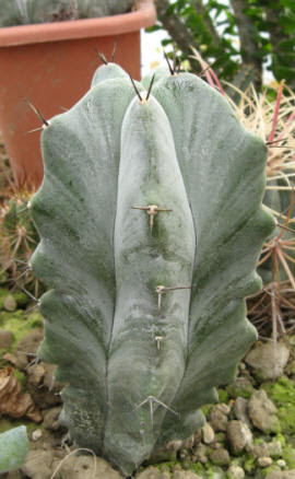 ステノケレウス属 柱サボテンの栽培種プロフィール ぱんさのサボテンランド