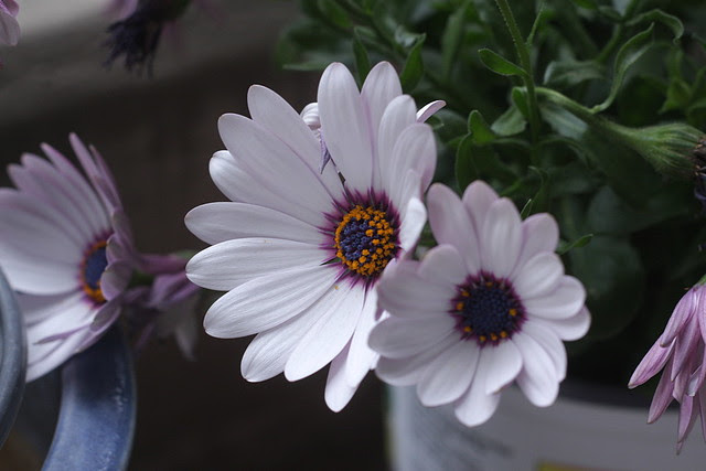 african daisy