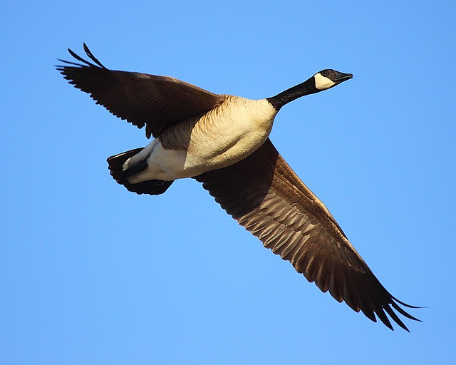 IMG_9781 Canada Goose, Monte Vista National Wildlife Refuge