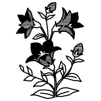 キキョウ2 コスモス キキョウ 桔梗 秋の花 無料 白黒イラスト素材