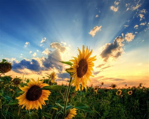 awesome sunflower wallpaper  wallpaperscom