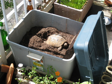 リクガメ屋外飼育のすすめ 産卵のサイン