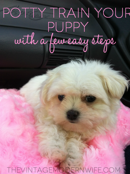 feel kind of crazy writing a post about potty training our puppy ...