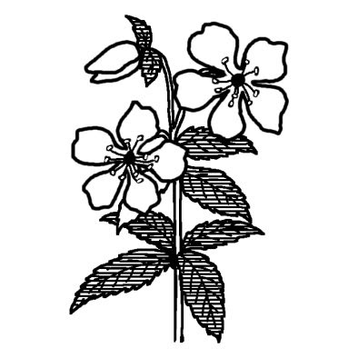 クリスマスローズ2 冬の花 無料 白黒イラスト素材