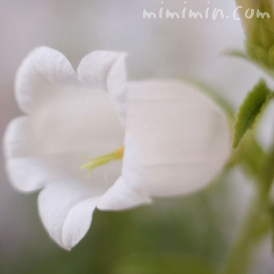 カンパニュラの花の写真 花言葉 誕生花 みみみんブログ