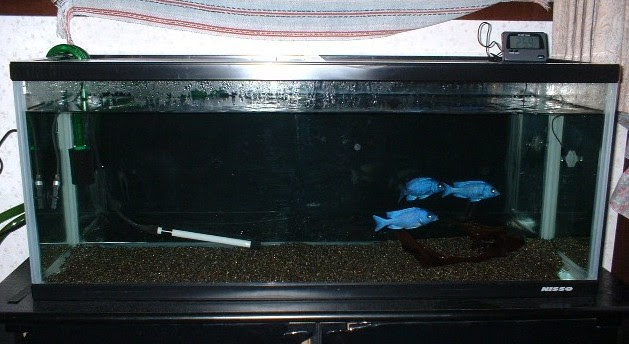 お勧めは90cmスリム水槽