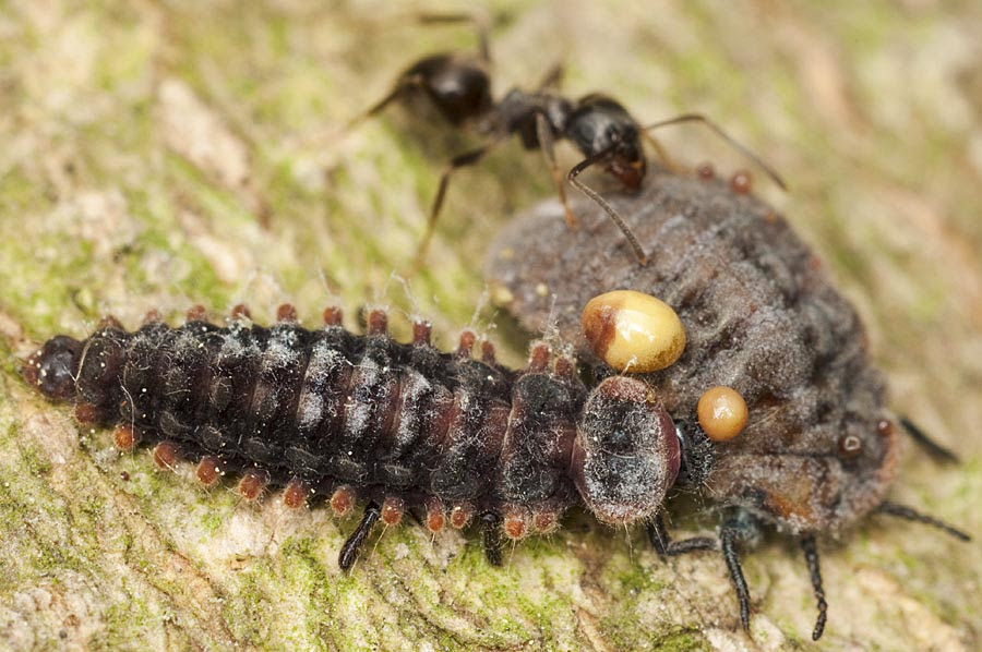オオワラジカイガラムシとベニヘリテントウ幼虫 明石 神戸の虫 ときどきプランクトン