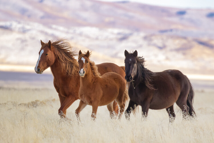 Luminar for beginners - wild horses